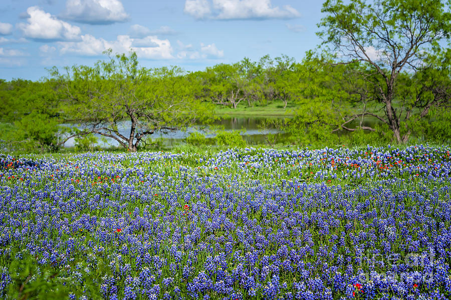 Bluebonnet Pond Photograph by Tamyra Ayles