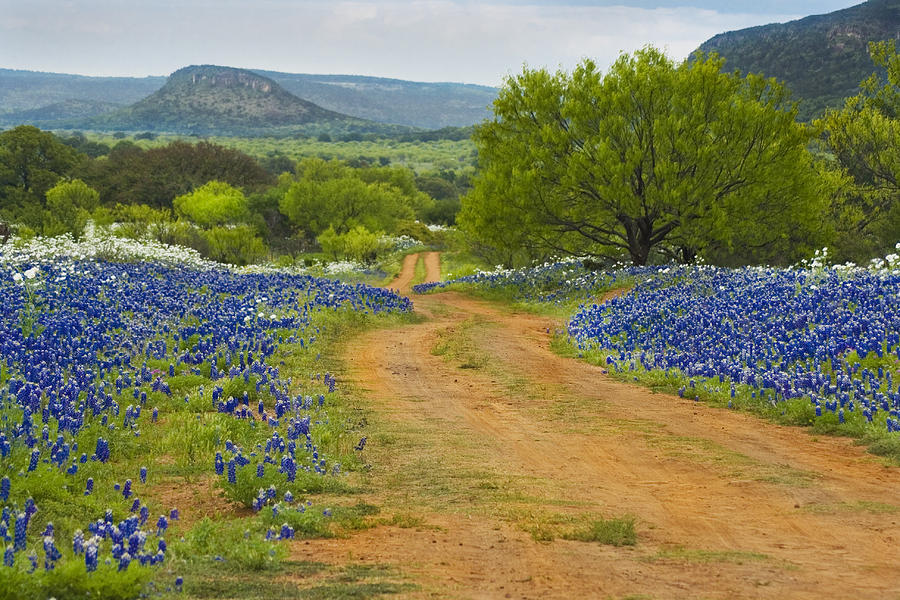 Bluebonnet Road 2 Photograph by Paul Huchton - Fine Art America