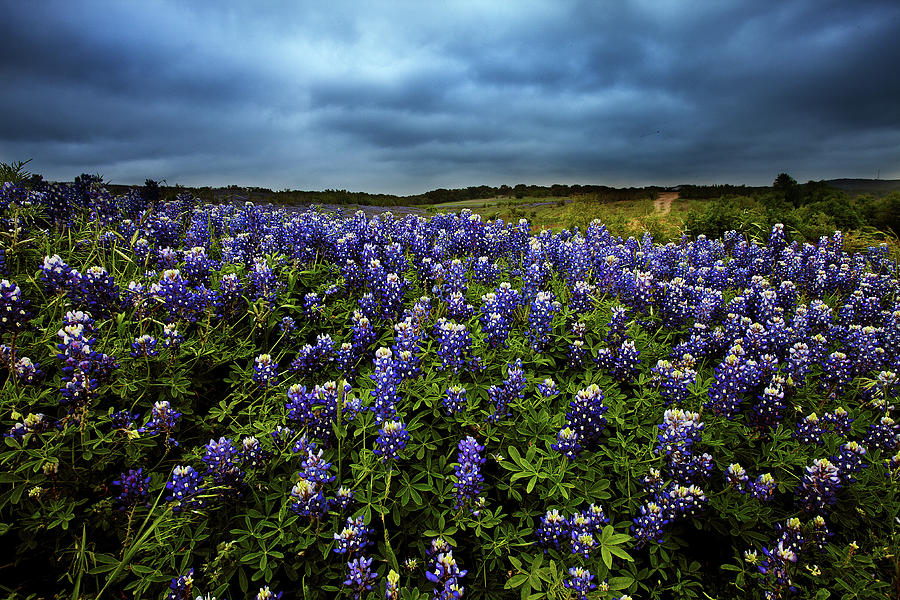 Bluebonnet Road Photograph by George Gilchrist - Fine Art America