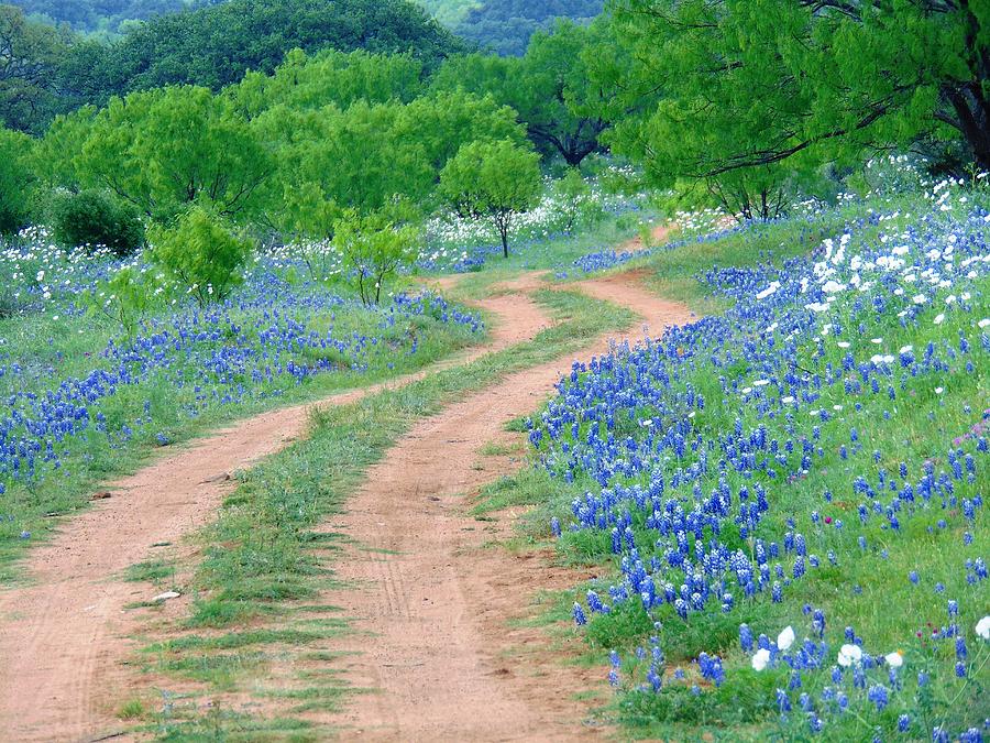 Bluebonnet Road Photograph by Joanne Figun - Fine Art America