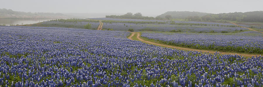 Bluebonnet Road Panorama Photograph by Paul Huchton