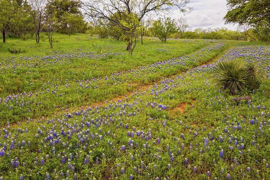 Bluebonnet Road - Texas Hill Country Photograph by Brian Harig