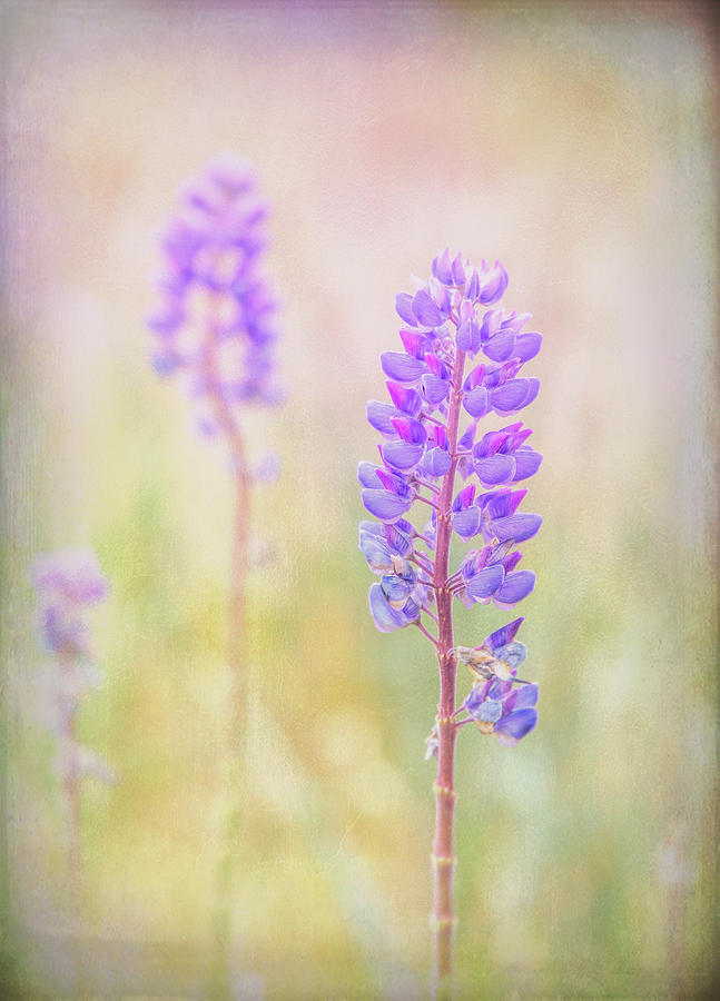 Bluebonnet Photograph by Russell Styles