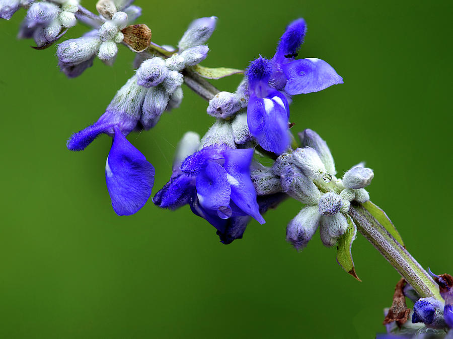 Bluebonnet Photograph - Bluebonnet Seeds by Roy Nierdieck Bluebonnet Photograph - Bluebonnet Seeds by Roy Nierdieck
