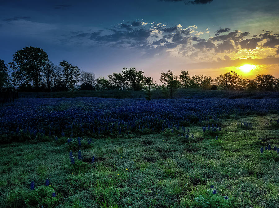 Bluebonnet Sunrise Photograph by Mark Alder