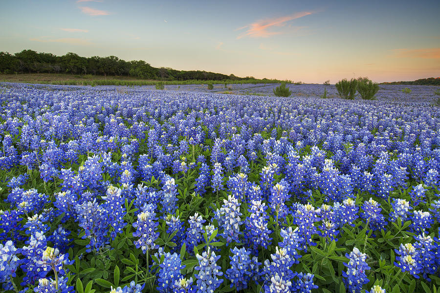 Bluebonnet Sunrises Forever 1 Photograph by Rob Greebon - Pixels