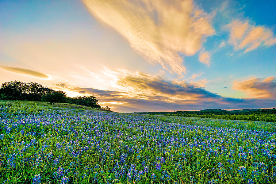 Bluebonnet Sunset Photograph By Chuck Underwood - Fine Art America