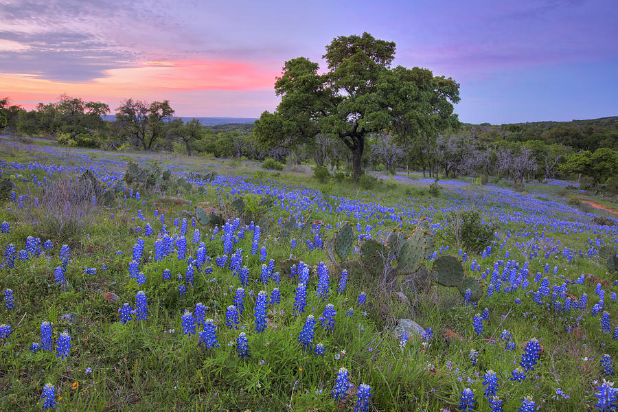 Bluebonnet Sunset In The Texas Hill Country 2 Photograph