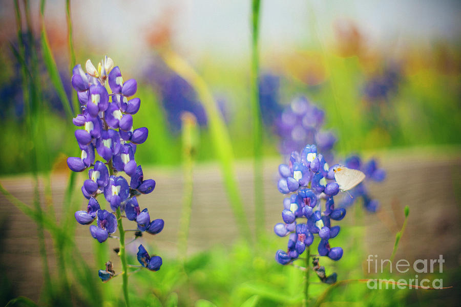Bluebonnets And A Butterfly Photograph