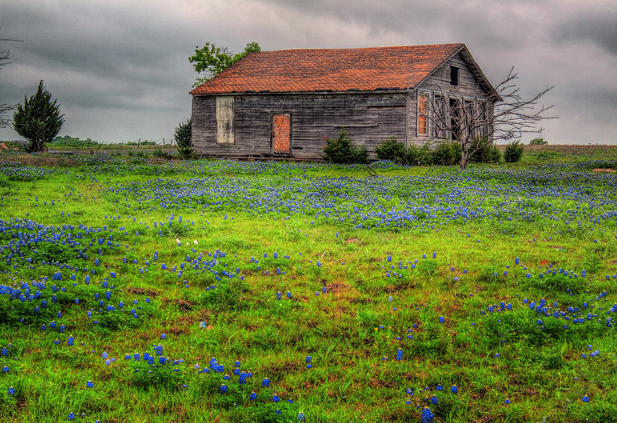 Bluebonnets and Abandoned Farm House Photograph by David and Carol Kelly