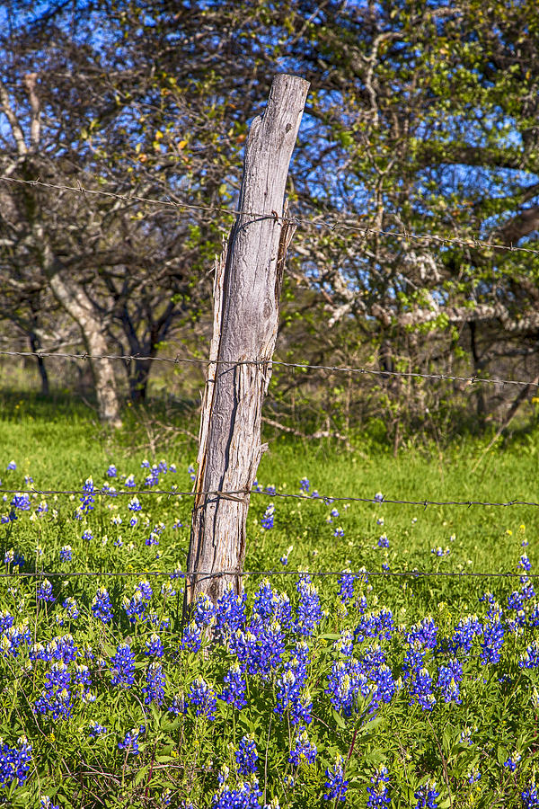 Bluebonnets and Barbed Wire Photograph by Stephen Stookey