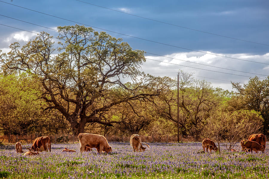 Bluebonnets and Beef Photograph by Melinda Ledsome