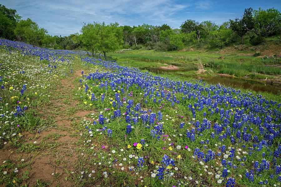 Bluebonnets and Daisies on the Willow City Loop Photograph by Lynn Bauer