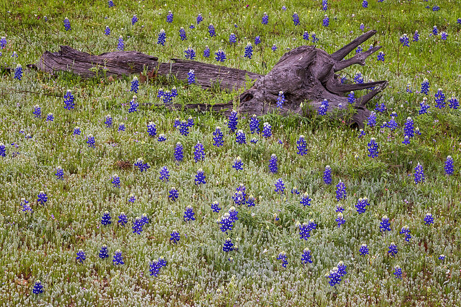Bluebonnets and Fallen Tree - Texas Hill Country Photograph by Brian Harig