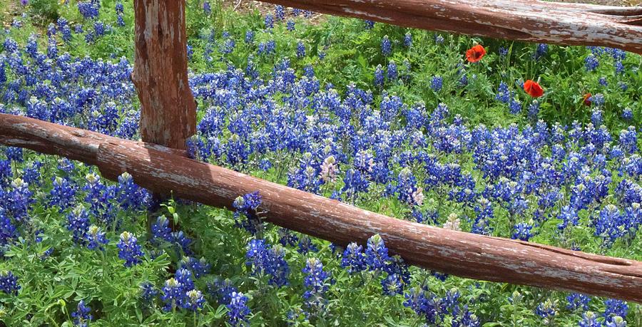 Bluebonnets and Fence Photograph by Charles F Miller - Fine Art America