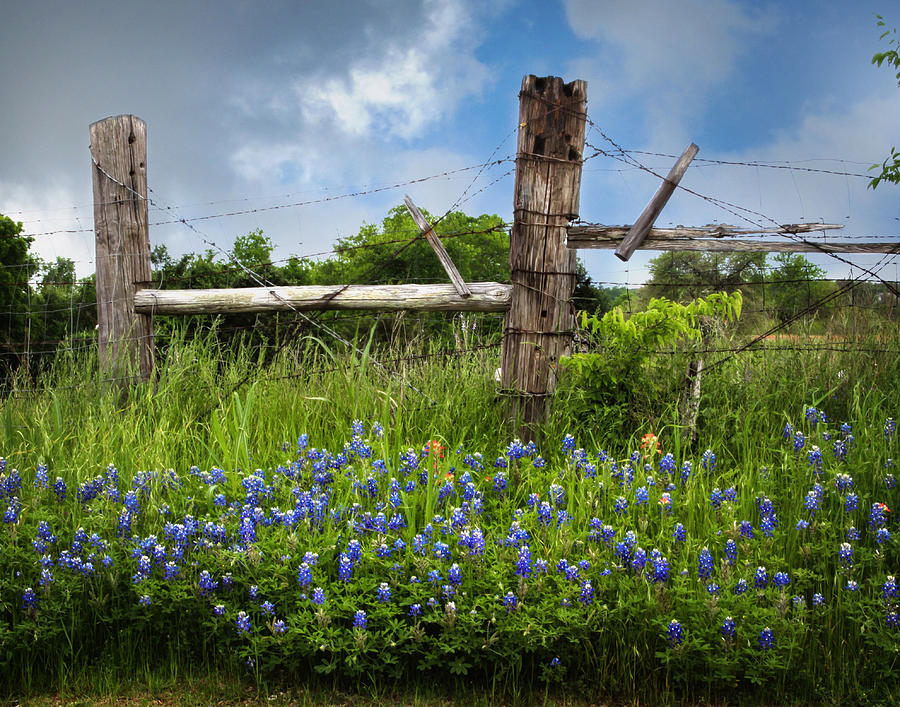 Bluebonnets and Fence Photograph by David and Carol Kelly