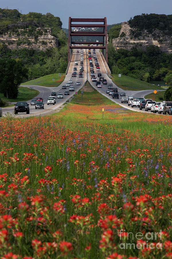Spring Photograph - Bluebonnets and Indian Paintbrush wildflowers line the 360 Capit by Dan Herron