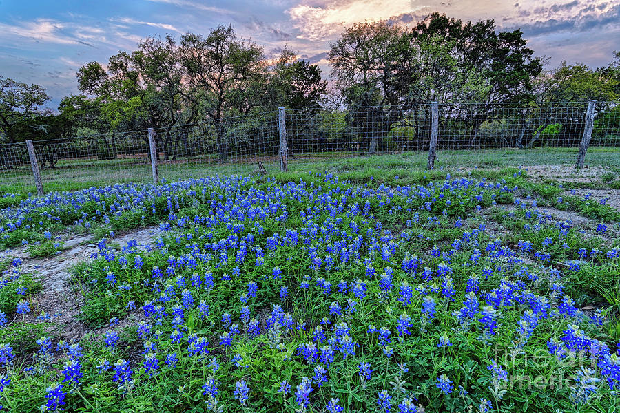 Bluebonnets and Limestone Against the Sunset - Canyon Lake Comal County Texas Hill Country Photograph by Silvio Ligutti