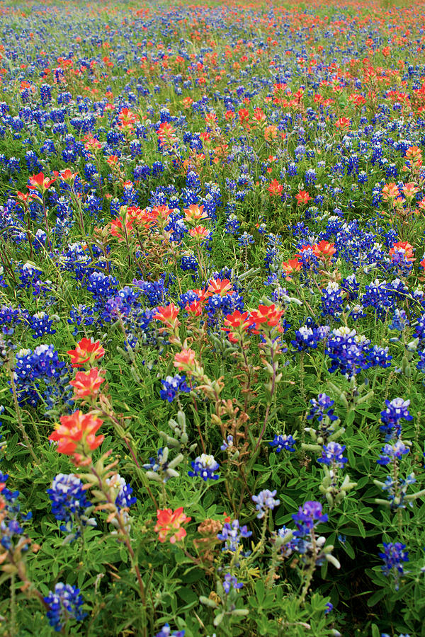 Bluebonnets and Paintbrushes 3 - Texas Photograph by Brian Harig