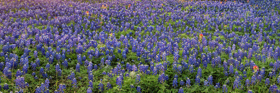 Bluebonnets and Paintbrushes Panorama 2 - Texas Photograph by Brian Harig