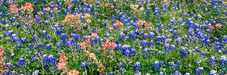 Bluebonnets and Paintbrushes Panorama - Texas Photograph by Brian Harig