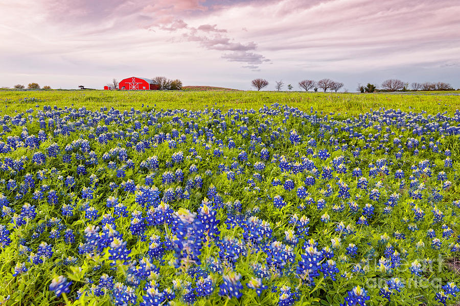 Bluebonnets and Red Barn in Washington County - Chappell Hill - Brenham - Texas Photograph by Silvio Ligutti