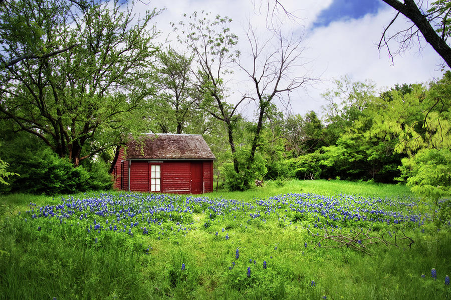 Bluebonnets and Red House Photograph by David and Carol Kelly