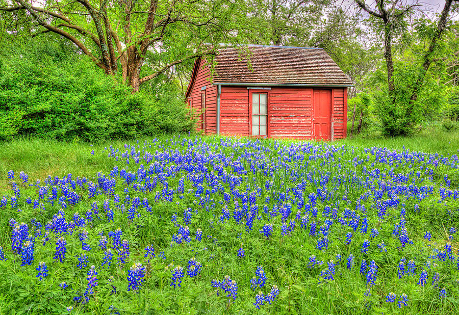 Bluebonnets and Red House II Photograph by David and Carol Kelly