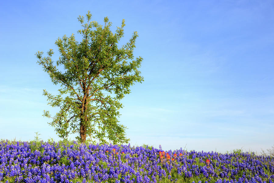 Bluebonnets and the Lone Oak Photograph by JC Findley