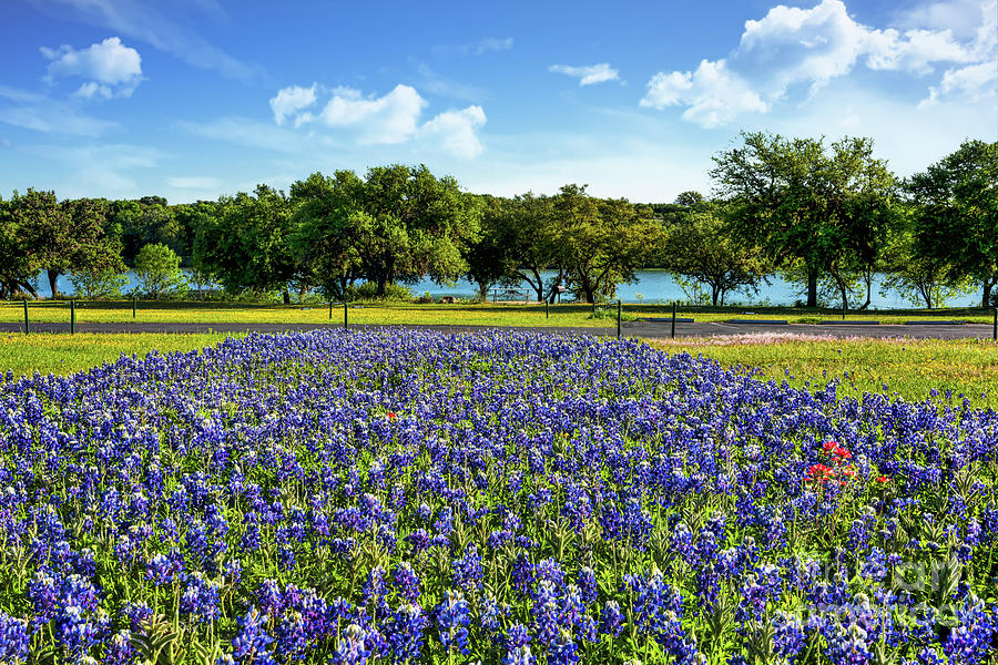 Bluebonnets and Wildflowers Along River Photograph by Bee Creek ...