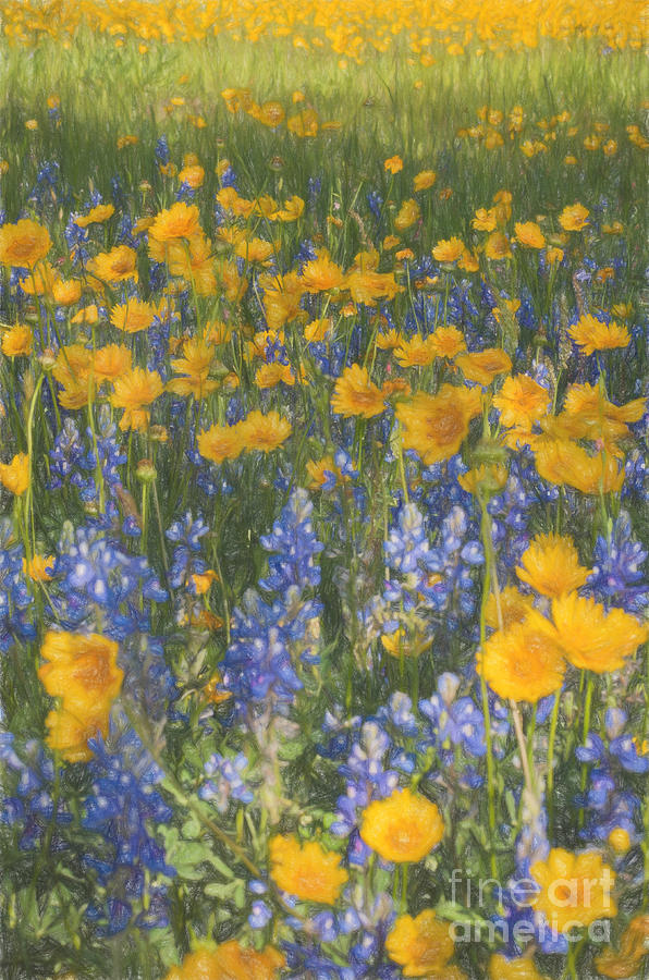 Flower Photograph - Bluebonnets and wildflowers by Darla Rae Norwood
