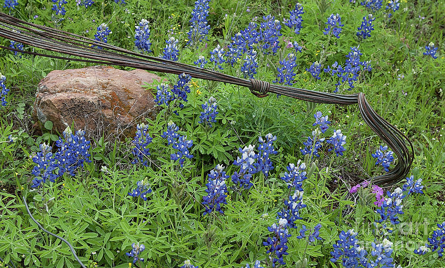 Bluebonnets and Wire Photograph by Patti Schulze