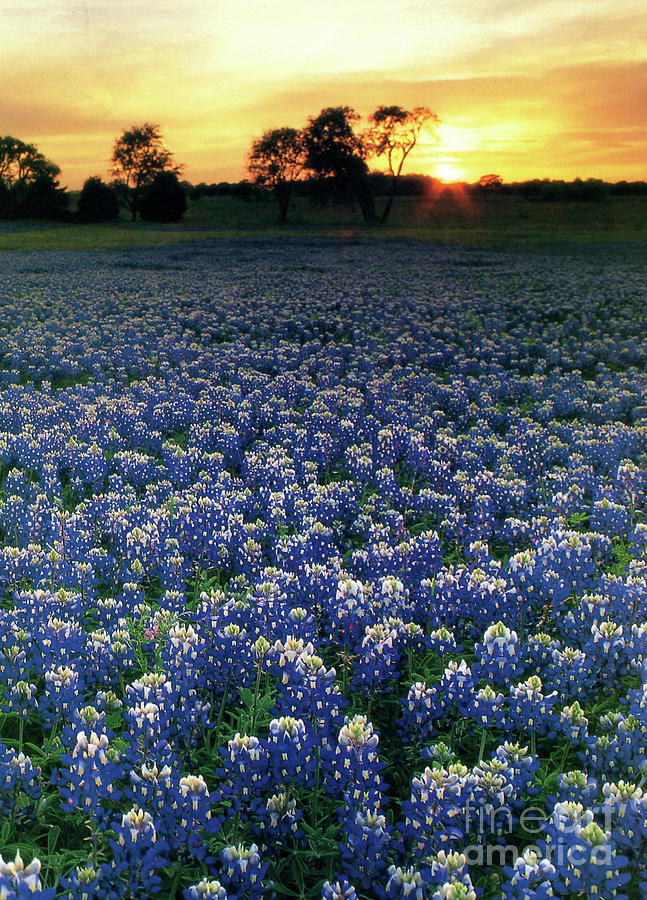 Bluebonnets At Sunset Photograph by Ruth Housley