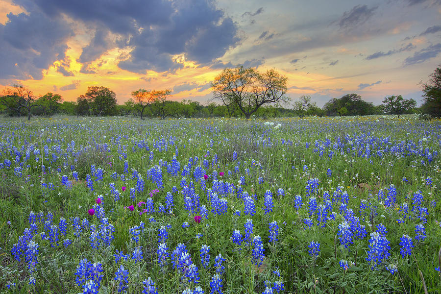 Texas Wildflowers Photograph - Bluebonnets at the End of the Road 2 by Rob Greebon