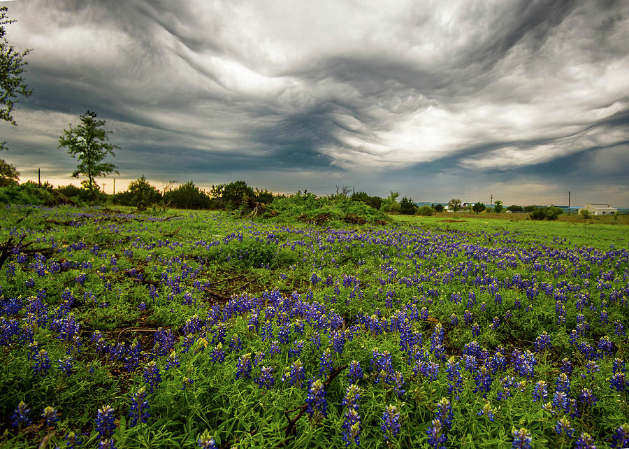 Bluebonnets Photograph - Bluebonnets awaiting the storm by Roy Nierdieck Bluebonnets Photograph - Bluebonnets awaiting the storm by Roy Nierdieck