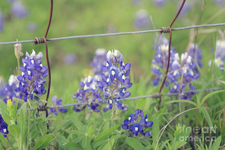 Bluebonnets By The Fence Photograph by Cathy Alba