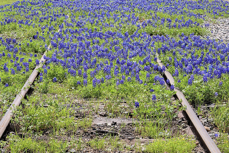 Bluebonnets Everywhere Photograph by JC Findley