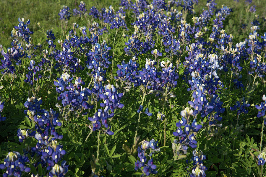 Bluebonnets Photograph by Frank Madia