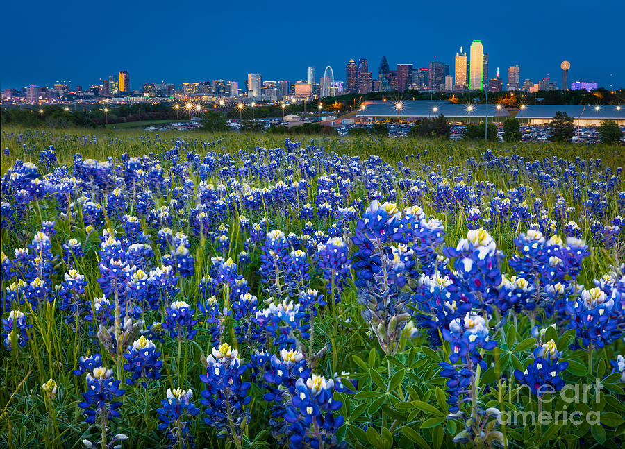 Dallas Photograph - Bluebonnets in Dallas by Inge Johnsson