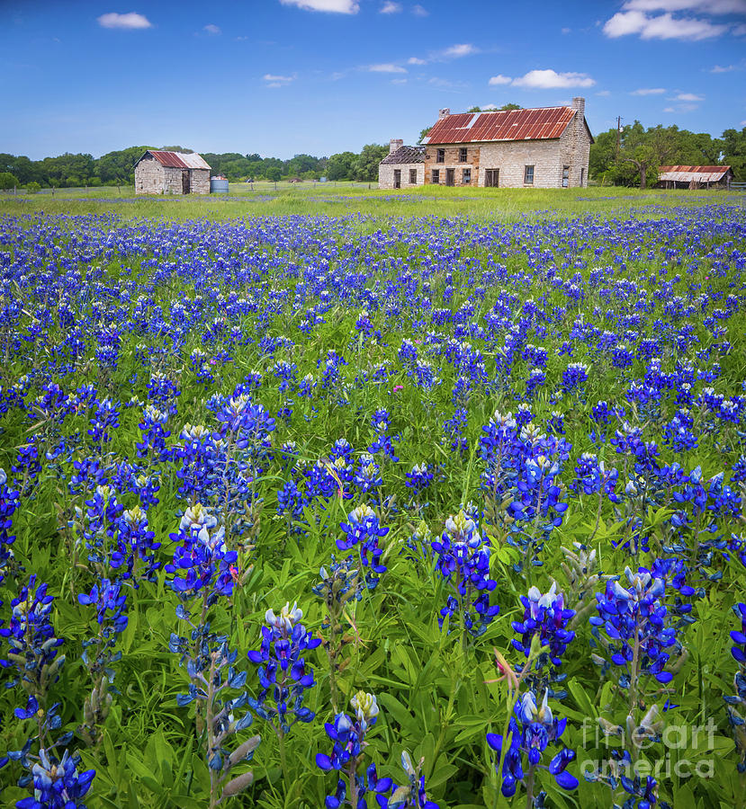Bluebonnets in Marble Falls Photograph by Inge Johnsson