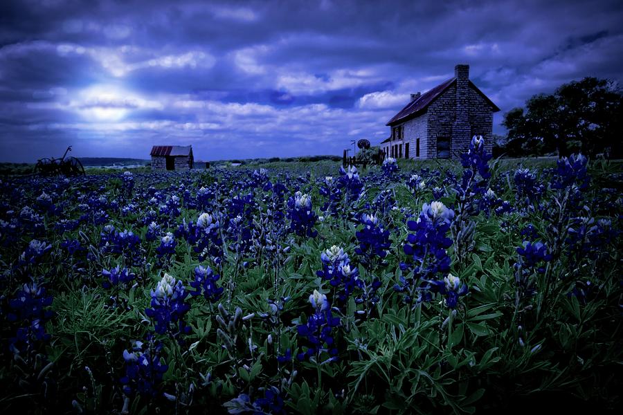 Bluebonnets in the Blue Hour Photograph by Linda Unger