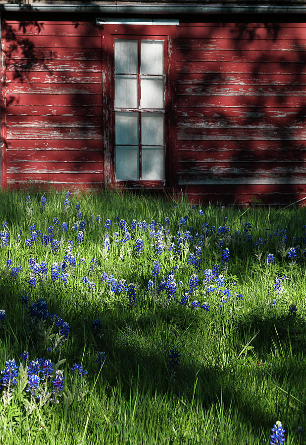 Bluebonnets in the Shade Photograph by David and Carol Kelly
