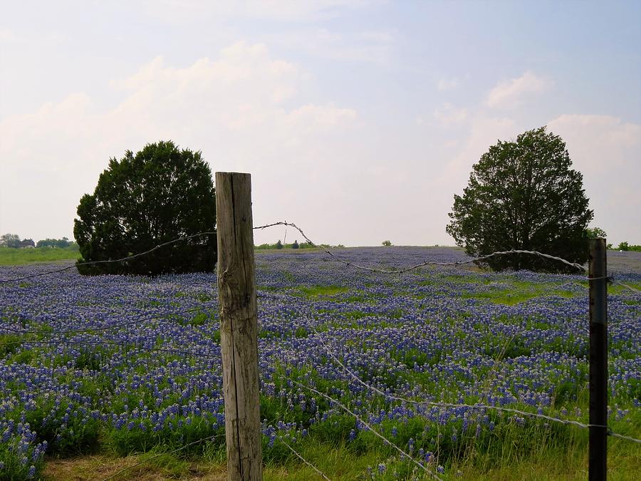 Bluebonnets Photograph by Jerry Connally