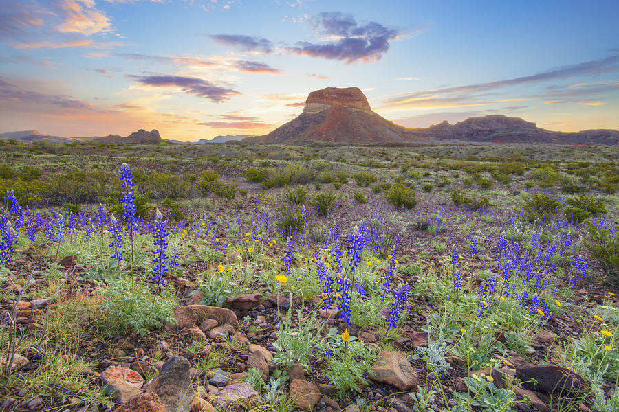 Big range. Texas Bluebonnets. Цветы в Техасе. Национальный парк независимости. Национальный парк Пресидио.