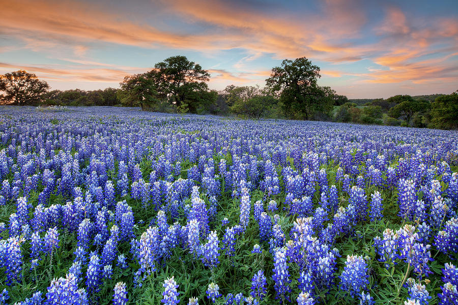 Bluebonnets on a Spring Evening 403-1 Photograph by Rob Greebon