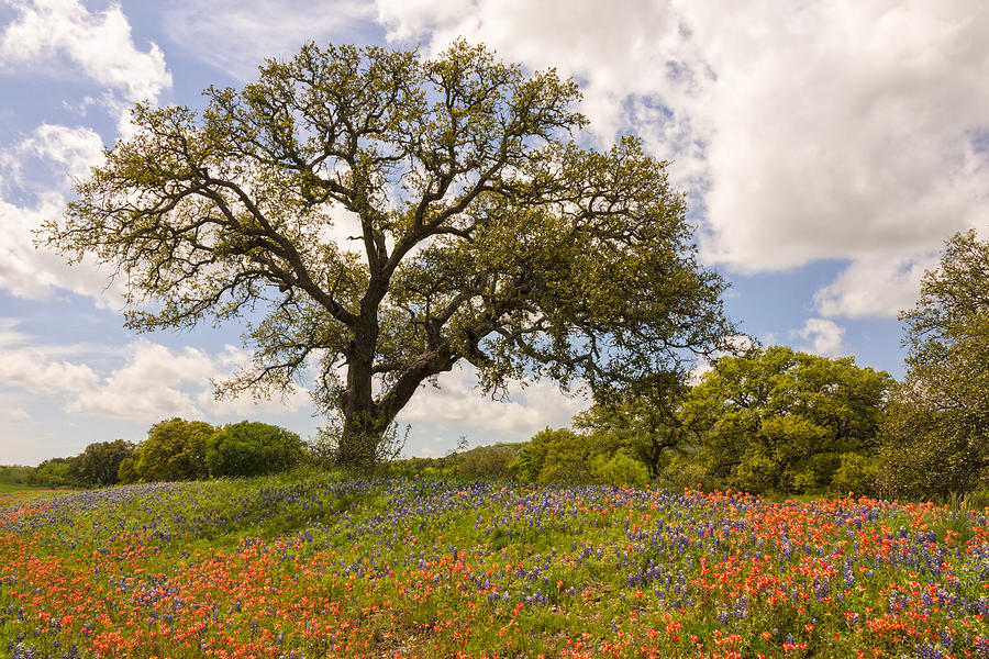 Bluebonnets Paintbrush and An Old Oak Tree - Texas Hill Country Photograph by Brian Harig
