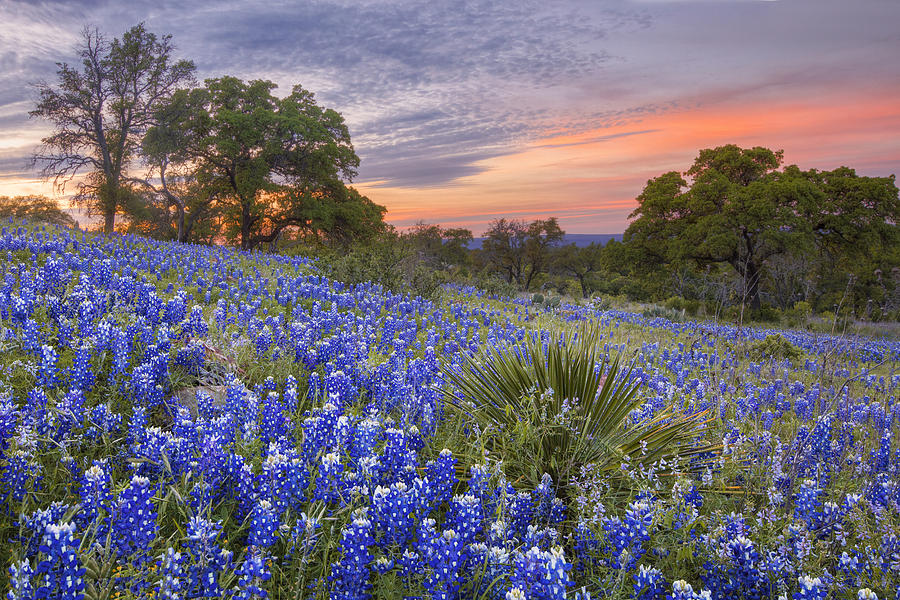 Bluebonnets under a Texas Sunset 1 Photograph by Rob Greebon | Fine Art ...