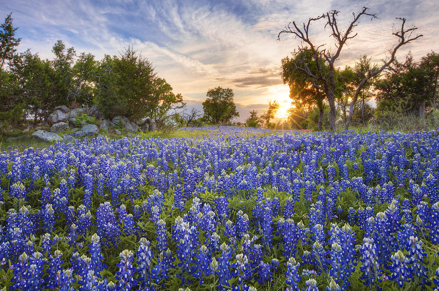 Texas Wildflowers Photograph - Bluebonnets Under a Texas Sunset 2 by Rob Greebon