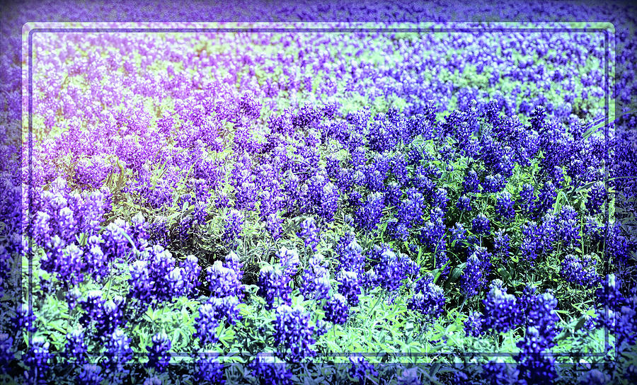 Bluebonnets With Blue Border Photograph by Judy Vincent