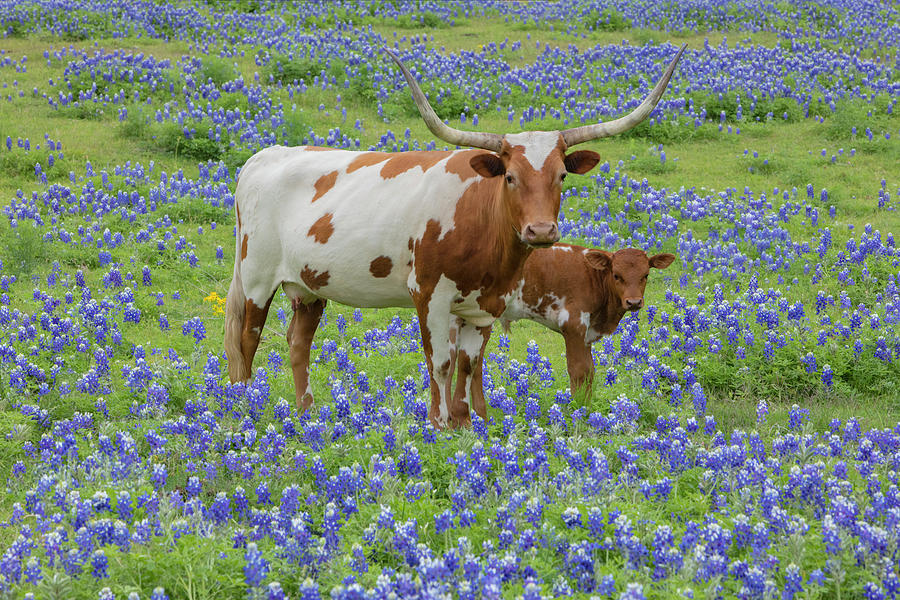 Bluebonnets With Longhorn And Calf 1 Photograph